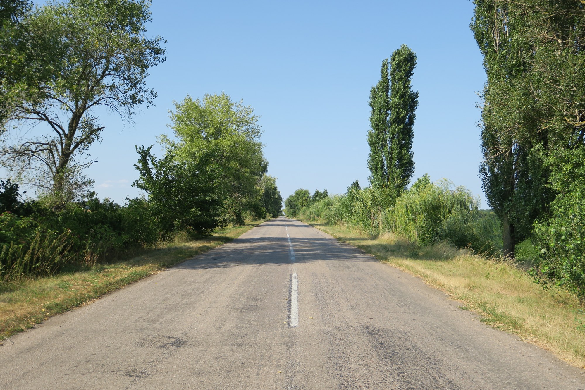 Тополі вздовж дороги